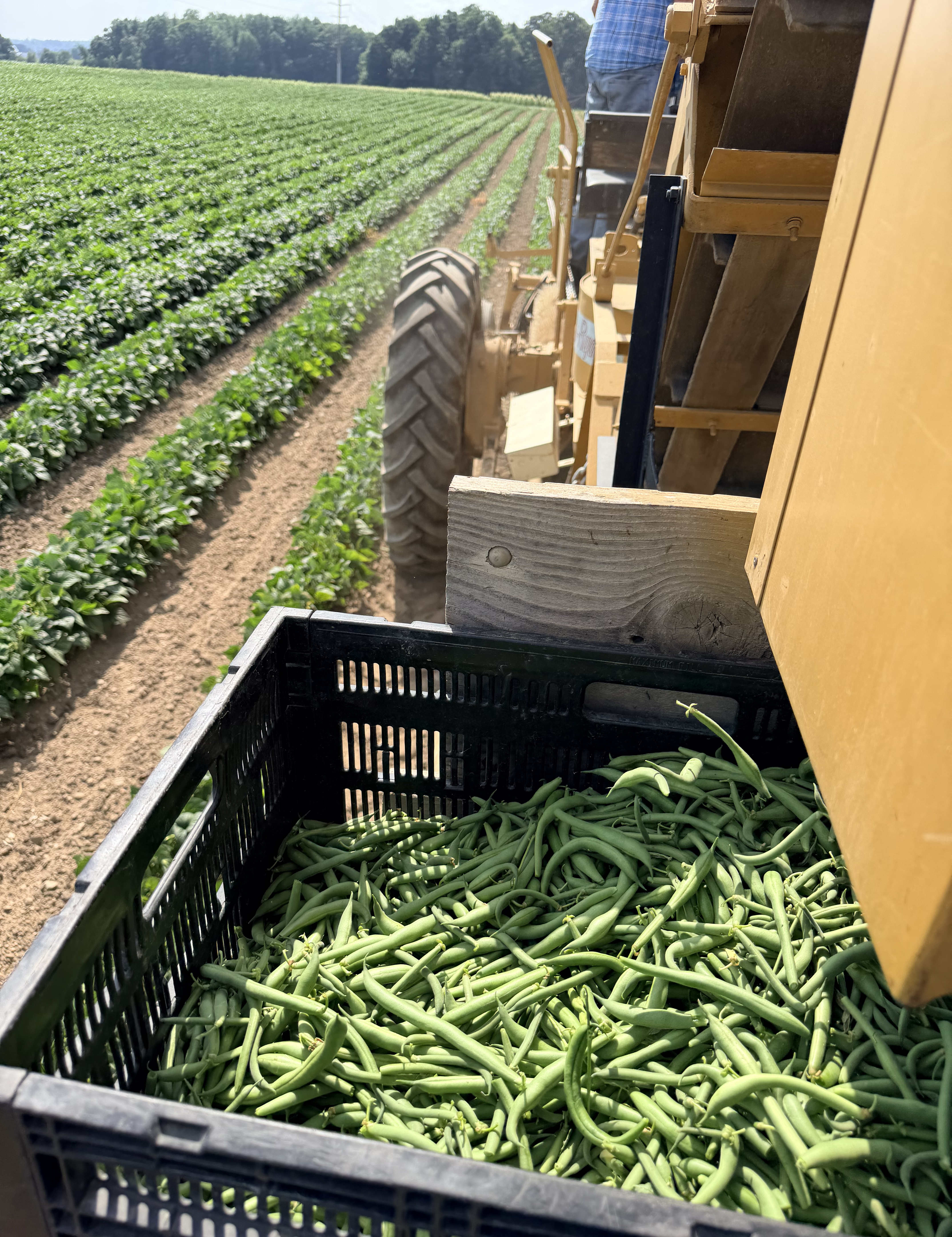 Green beans being harvested.